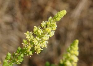 Rýt žlutý (Reseda lutea)