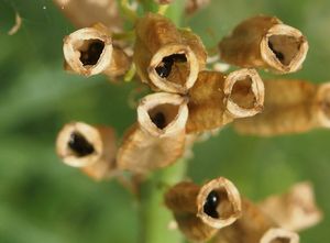 Rýt žlutý (Reseda lutea)