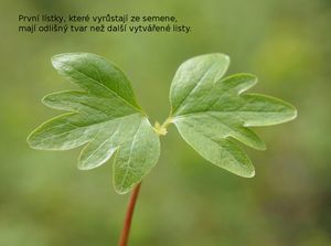 Lípa srdčitá (Tilia cordata)