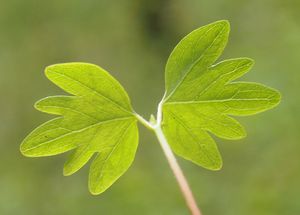 Lípa srdčitá (Tilia cordata)