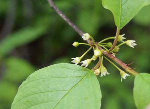 Krušina olšová (Frangula alnus)