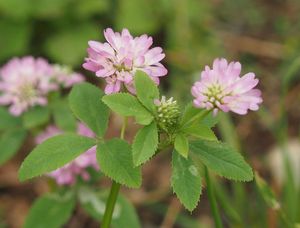 Jetel zvrácený (Trifolium resupinatum)