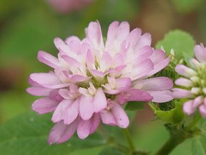 Jetel zvrácený (Trifolium resupinatum)