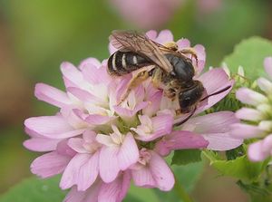 Jetel zvrácený (Trifolium resupinatum)