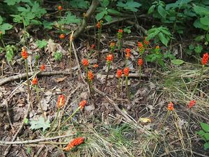 Árón plamatý (Arum maculatum L.)