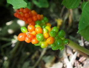 Árón plamatý (Arum maculatum L.)