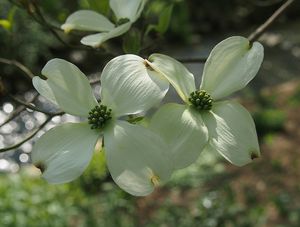 Dřín květnatý (Cornus florida)