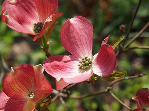 Dřín květnatý (Cornus florida)