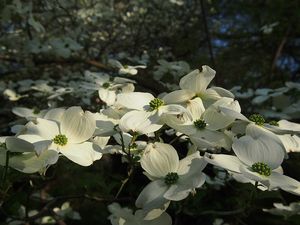 Dřín květnatý (Cornus florida)