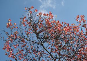 Dřín květnatý (Cornus florida)