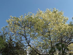 Dřín květnatý (Cornus florida)