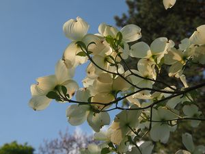 Dřín květnatý (Cornus florida)