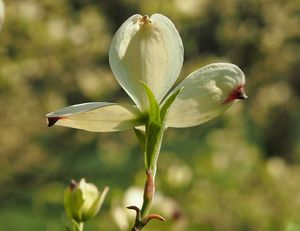 Dřín květnatý (Cornus florida)