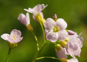 Řeřišnice luční (Cardamine pratensis)