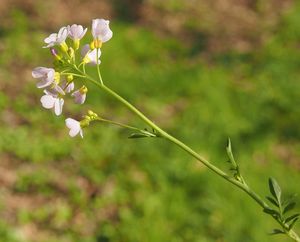 Řeřišnice luční (Cardamine pratensis)