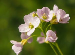 Řeřišnice luční (Cardamine pratensis)