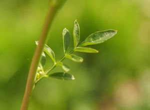 Řeřišnice luční (Cardamine pratensis)