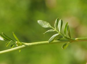 Řeřišnice luční (Cardamine pratensis)