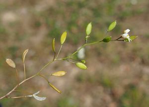 Osívka jarní (Erophila verna)