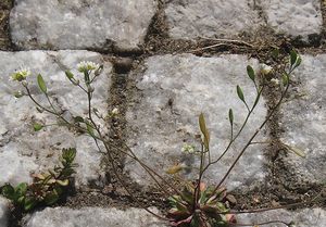 Osívka jarní (Erophila verna)