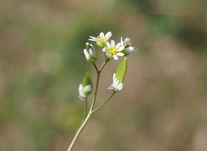 Osívka jarní (Erophila verna)