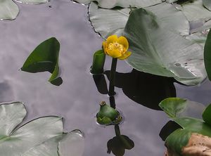 Stulík žlutý (Nuphar lutea (L.))