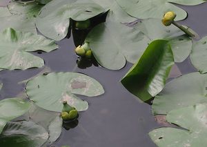 Stulík žlutý (Nuphar lutea (L.))