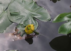 Stulík žlutý (Nuphar lutea (L.))