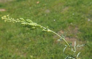 Rýt žlutý (Reseda lutea)