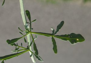 Rýt žlutý (Reseda lutea)