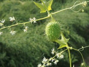 Štětinec laločnatý (Echinocystis lobata)