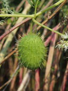 Štětinec laločnatý (Echinocystis lobata)