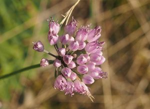 Česnek šerý subsp. horský (Allium senescens)