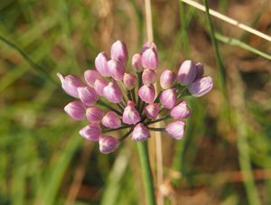 Česnek šerý subsp. horský (Allium senescens)