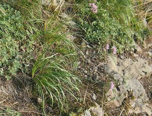 Česnek šerý subsp. horský (Allium senescens)