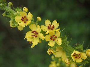 Divizna černá (Verbascum nigrum)