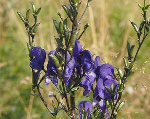 Oměj šalamounek (Aconitum plicatum)