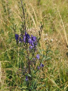 Oměj šalamounek (Aconitum plicatum)