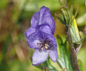 Oměj šalamounek (Aconitum plicatum)