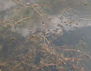 Stolístek klasnatý (Mriophllum spicatum)