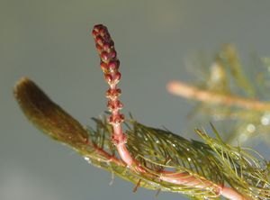 Stolístek klasnatý (Mriophllum spicatum)