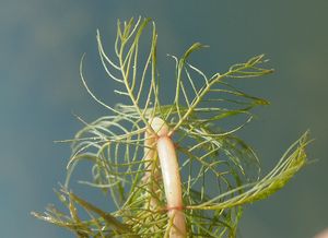 Stolístek klasnatý (Mriophllum spicatum)