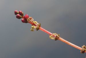 Stolístek klasnatý (Mriophllum spicatum)