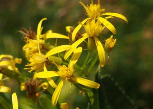 Starček vejčitý (Fuchsův) (Senecio ovatus)