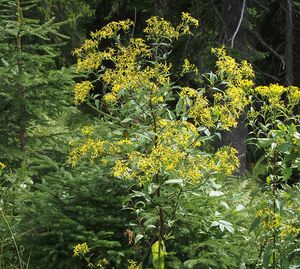 Starček vejčitý (Fuchsův) (Senecio ovatus)