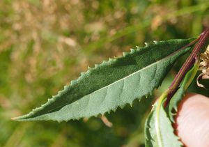 Starček vejčitý (Fuchsův) (Senecio ovatus)