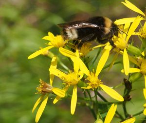 Starček vejčitý (Fuchsův) (Senecio ovatus)