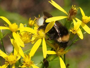 Starček vejčitý (Fuchsův) (Senecio ovatus)