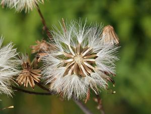 Starček vejčitý (Fuchsův) (Senecio ovatus)