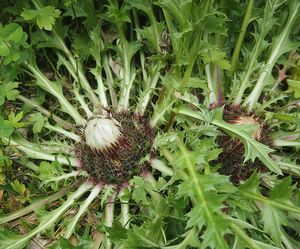 Pupava bezlodyžná (Carlina acaulis L.)